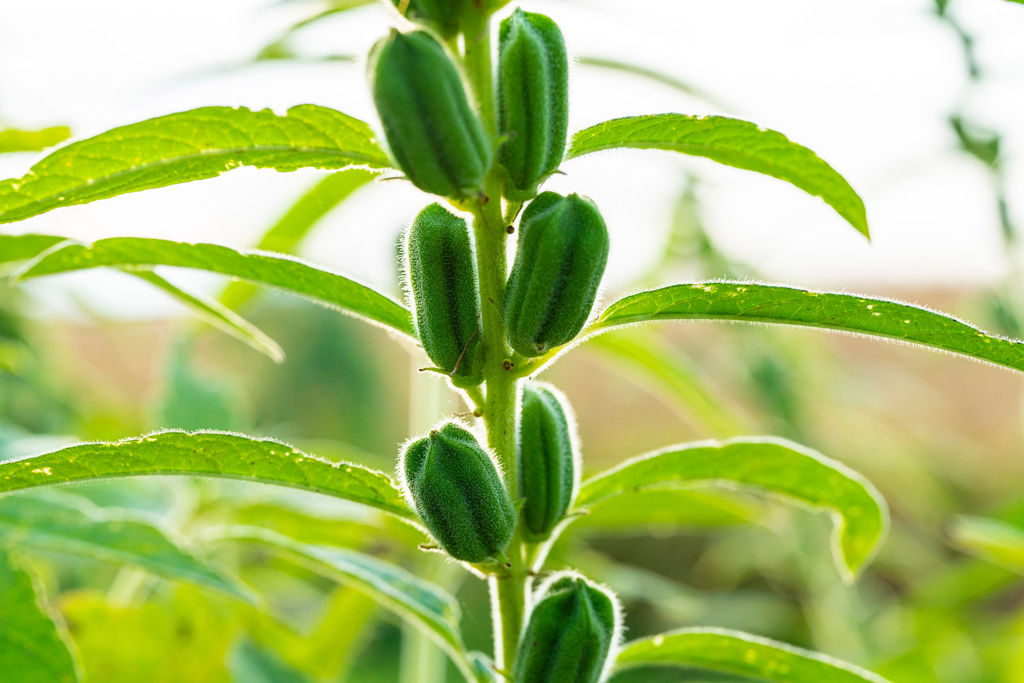 Sesame seed flower on tree in the field, Sesame a tall annual herbaceous plant of tropical